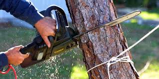 Best Firewood Processing and Delivery  in Clio, AL