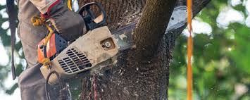 Best Tree Preservation Services  in Clio, AL