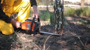 Best Tree Cabling and Bracing  in Clio, AL
