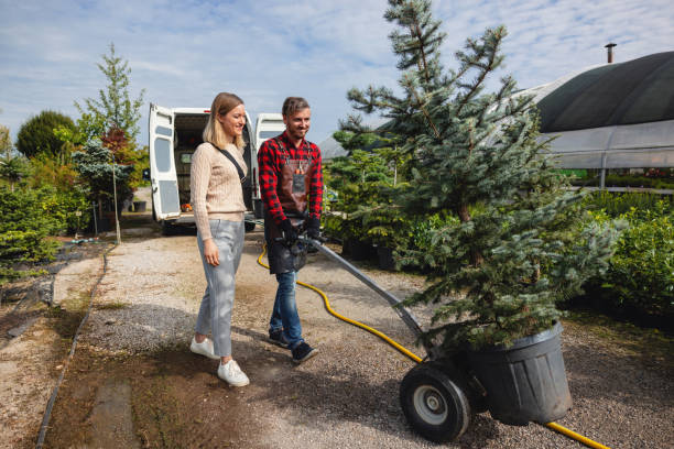 Best Tree Removal  in Clio, AL